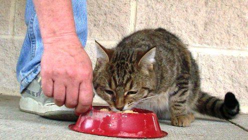 Man feeds stray cat on his porch.