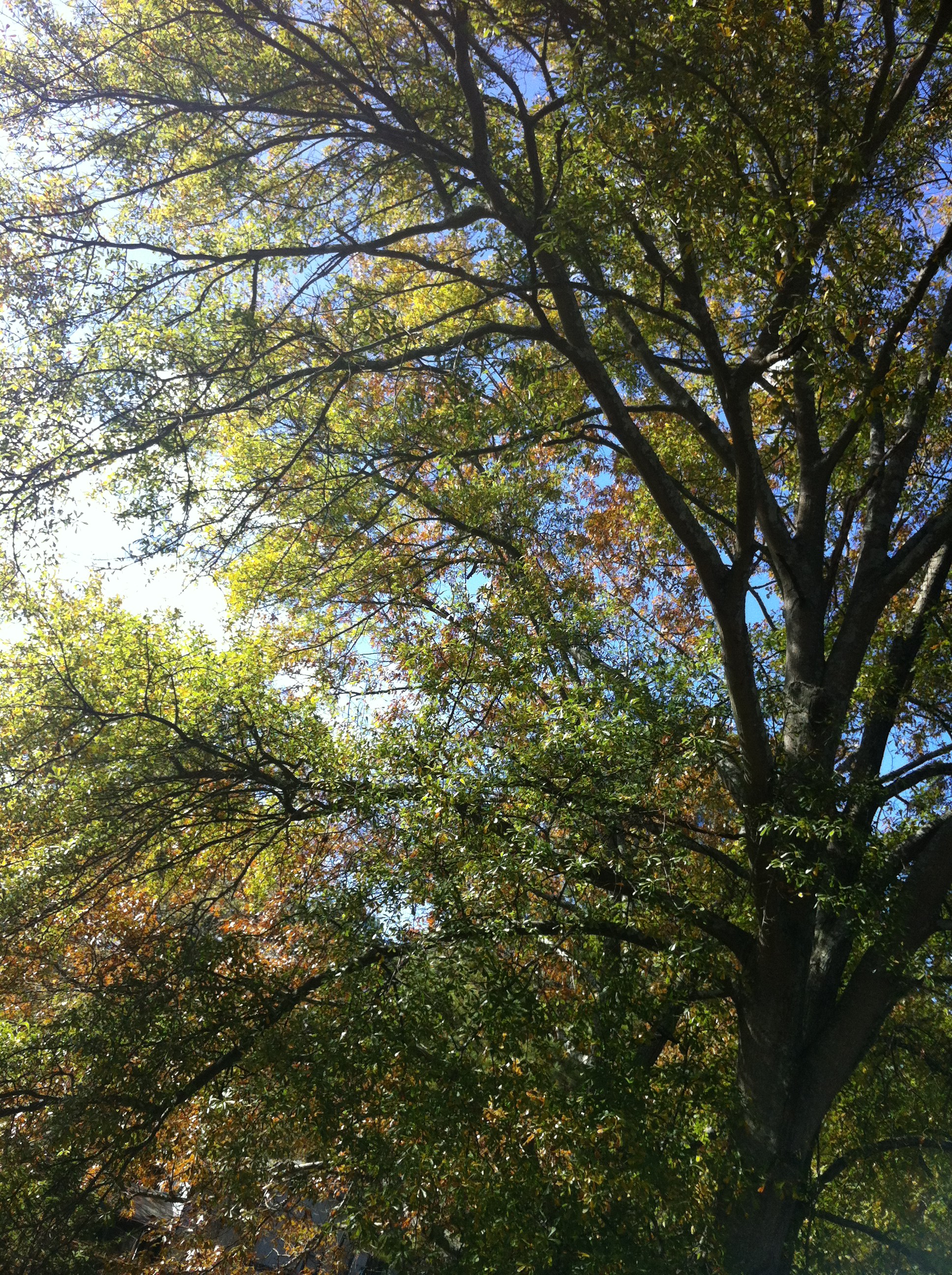 Fall Tree Colors - Woodstock, Georgia